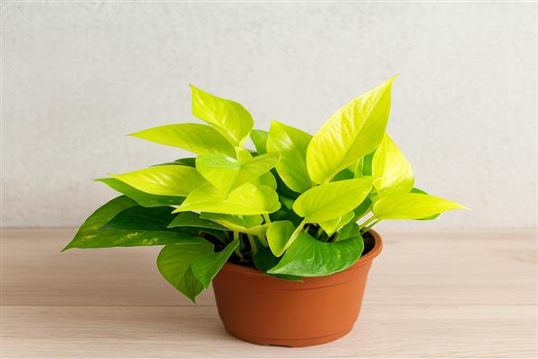 Which Indoor Plants Are Good for Home
