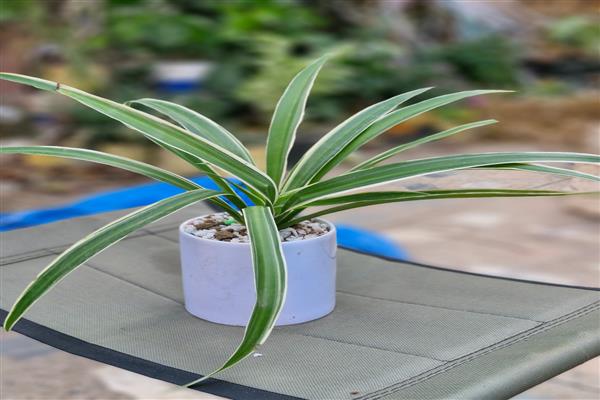 Which Indoor Plants Are Good for Home